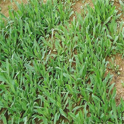 CYBEXIS Heirloom Rocket Herb Seeds2800 Seeds Seed(2800 per packet)
