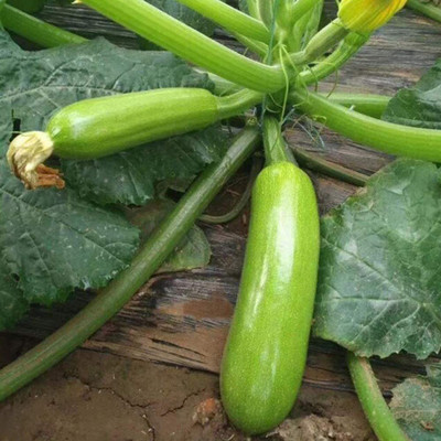 CYBEXIS Heirloom Summer Squash Seeds400 Seeds Seed(400 per packet)