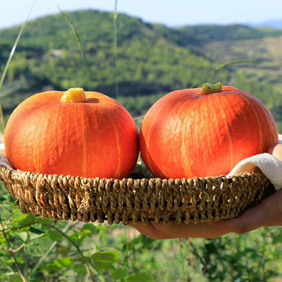 CYBEXIS Gold Honey Pumpkin Seeds(Cucurbita Moschata)100 Seeds Seed(100 per packet)