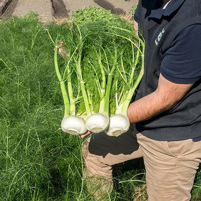 CYBEXIS Hybrid Sweet Fennel Florentine Seeds 2800 Seeds Seed(2800 per packet)