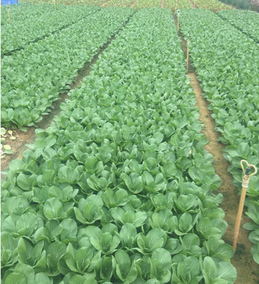 CYBEXIS Organic Chinese Cabbage Bok Choy Seeds500 Seeds Seed(500 per packet)