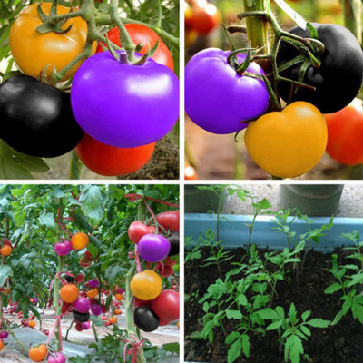 CYBEXIS Heirloom Multicolor Tomato Seeds2000 Seeds Seed(2000 per packet)