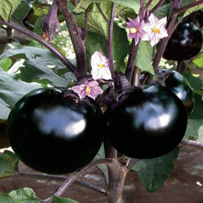 CYBEXIS Heavy Yield Purple Round Brinjal2400 Seeds Seed(2400 per packet)
