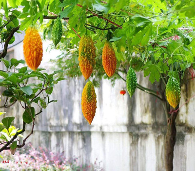 CYBEXIS Hybrid Gold Bitter Gourd Seeds200 Seeds Seed(200 per packet)