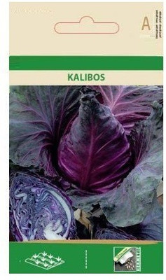 CYBEXIS RED Cabbage KALIBOS Seeds2000 Seeds Seed(2000 per packet)