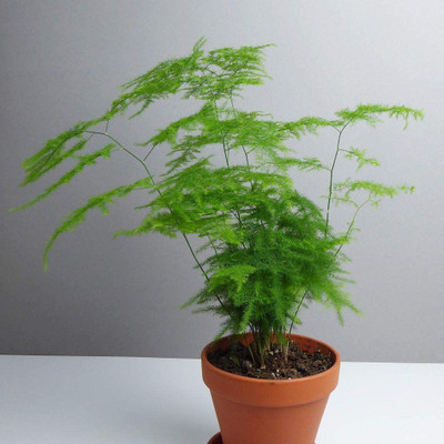 CYBEXIS Asparagus Plumosus Fern Houseplant Seeds400 Seeds Seed(400 per packet)