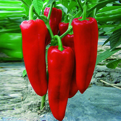 CYBEXIS Sweet Pepper Seeds（Capsicum frutescens）1200 Seeds Seed(1200 per packet)