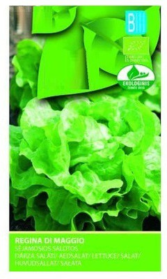 CYBEXIS Lettuce Regina Seeds2000 Seeds Seed(2000 per packet)