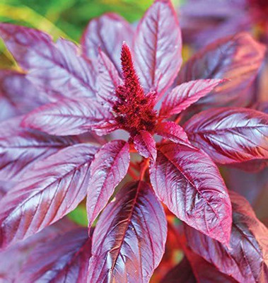 CYBEXIS Organic Amaranthus Seeds2800 Seeds Seed(2800 per packet)