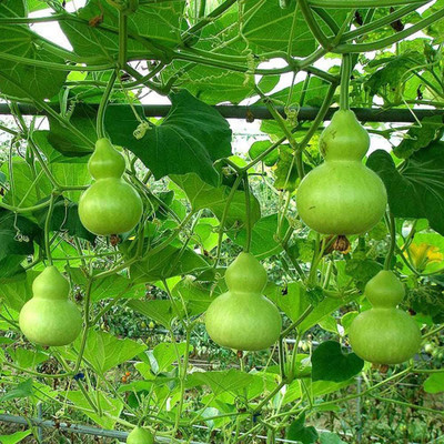 CYBEXIS Mini Bottle Gourd Seeds400 Seeds Seed(400 per packet)