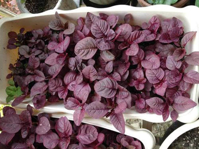 CYBEXIS Amaranthus Plants Seeds2800 Seeds Seed(2800 per packet)