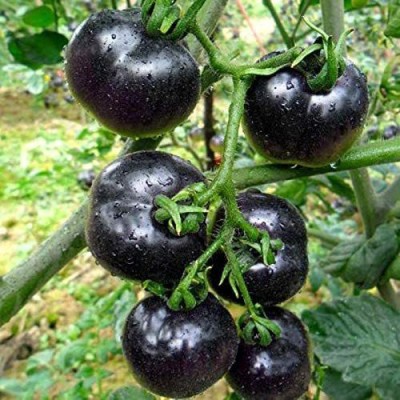 Qualtivate ® Giant Black Tomato Seeds Seed(500 per packet)