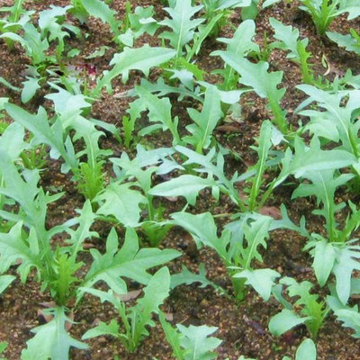 CYBEXIS F1 Arugula Seeds Green Sweet Vegetables2800 Seeds Seed(2800 per packet)