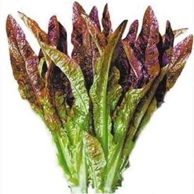 Qualtivate ® Lactuca Sativa Lettuce Seeds Seed(500 per packet)