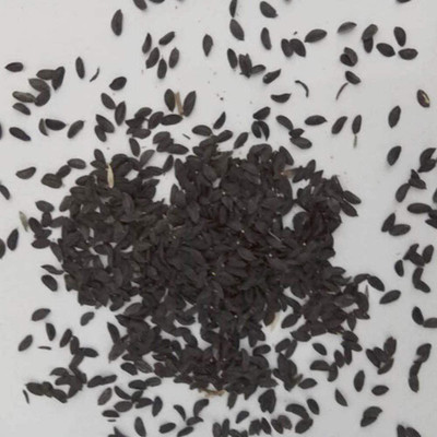 CYBEXIS Hybrid Lettuce Seeds Lactuca Organic 700 Seeds Seed(700 per packet)