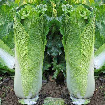 CYBEXIS Long Cabbage Seeds1000 Seeds Seed(1000 per packet)