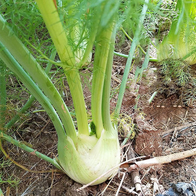CYBEXIS Organic Sweet Fennel Florentine Seeds 2800 Seeds Seed(2800 per packet)