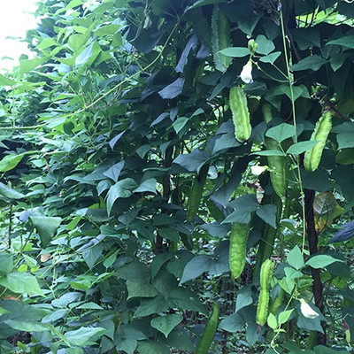 CYBEXIS Heirloom Winged Bean Seeds400 Seeds Seed(400 per packet)