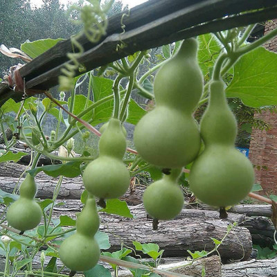 CYBEXIS Mini Bottle Gourd Seeds100 Seeds Seed(100 per packet)