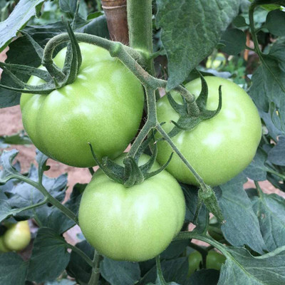 CYBEXIS Hybrid Green Tomato Seeds Solanum Lycopersicum1000 Seeds Seed(1000 per packet)