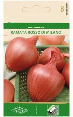 CYBEXIS Onion RAMATA Rosso DI Milano Seeds4000 Seeds Seed(4000 per packet)