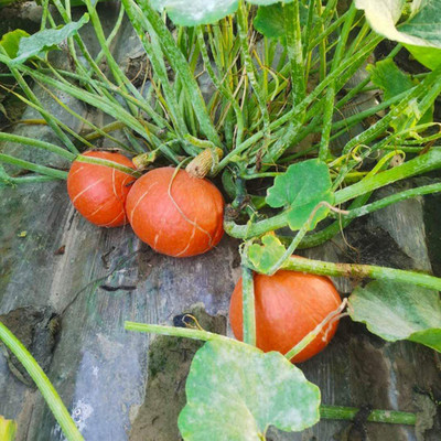 CYBEXIS Holloween Gold Pumpkin Seeds400 Seeds Seed(400 per packet)