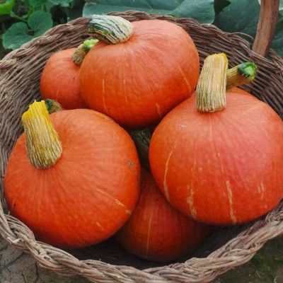 CYBEXIS Hybrid Gold Pumpkin Seeds100 Seeds Seed(100 per packet)