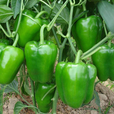 CYBEXIS Capsicum Seed(2400 per packet)