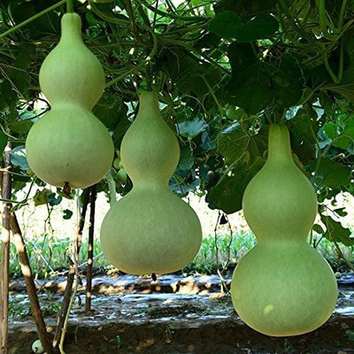 CYBEXIS Hybrid Giant Bottle Gourd Seeds400 Seeds Seed(400 per packet)