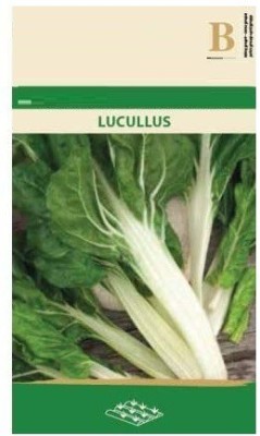 CYBEXIS Swiss Chard LUCULLUS Seeds1000 Seeds Seed(1000 per packet)