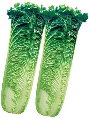 Qualtivate Cabbage Seed(500 per packet)