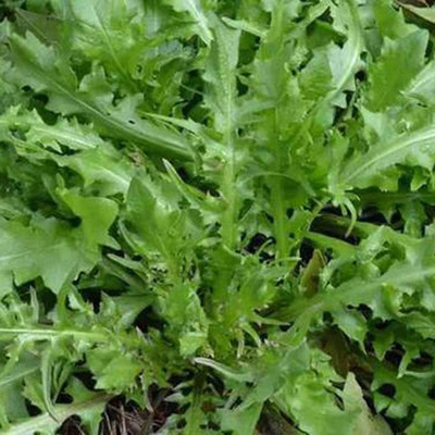 CYBEXIS Rocket Herb Seeds2800 Seeds Seed(2800 per packet)