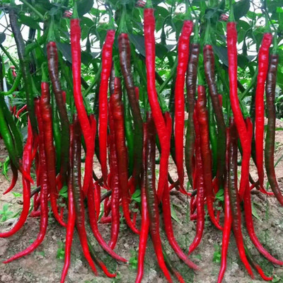 CYBEXIS Long Red Slim Pepper Seeds2400 Seeds Seed(2400 per packet)