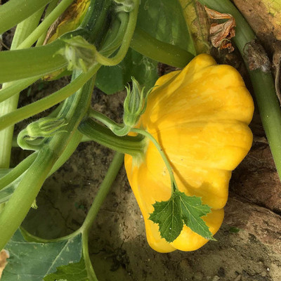CYBEXIS F1 Scallop Squash Pumpkin Seeds 100 Seeds Seed(100 per packet)