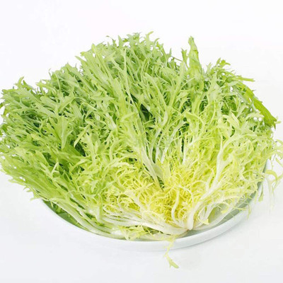 CYBEXIS Hybrid Endive Seeds2000 Seeds Seed(2000 per packet)