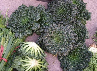 CYBEXIS Organic Pak Choi Seeds-100 Seeds Seed(100 per packet)