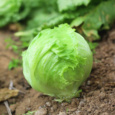 CYBEXIS Organic Lactuca Sativa Iceberg Lettuce Seeds2000 Seeds Seed(2000 per packet)