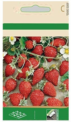 CYBEXIS Strawberry Baron Seeds400 Seeds Seed(400 per packet)