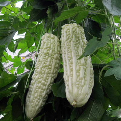 CYBEXIS Organic Bitter Gourd Seeds800 Seeds Seed(800 per packet)