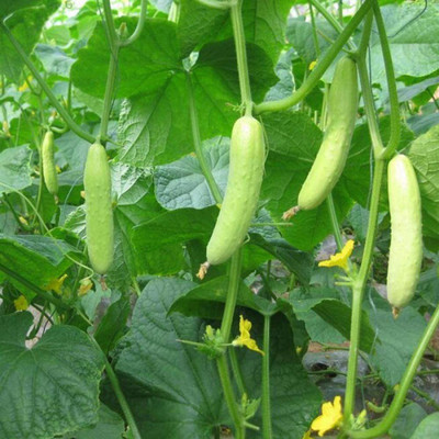 CYBEXIS F1 Hybrid White Sweet Cucumber Seeds2000 Seeds Seed(2000 per packet)