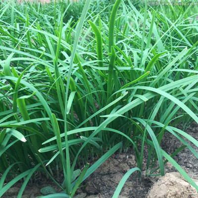 CYBEXIS Chinese Leek Seeds Chives Seeds2800 Seeds Seed(2800 per packet)