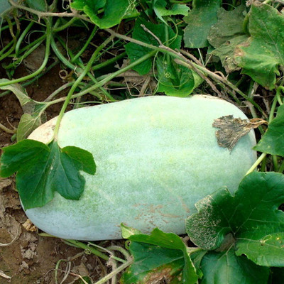 CYBEXIS White Wax Winter Melon Ash Gourd Seeds-100 Seeds Seed(100 per packet)
