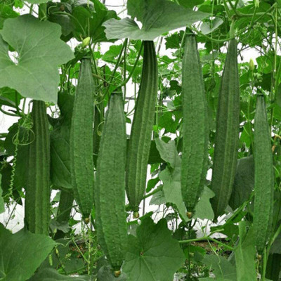CYBEXIS Long Smooth Sponge Gourd Seeds-100 Seeds Seed(100 per packet)