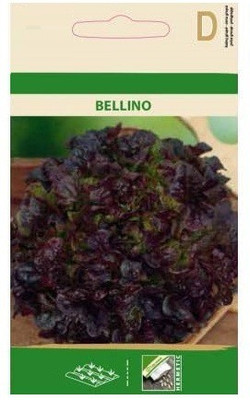 CYBEXIS Lettuce BELLINO Seeds2000 Seeds Seed(2000 per packet)