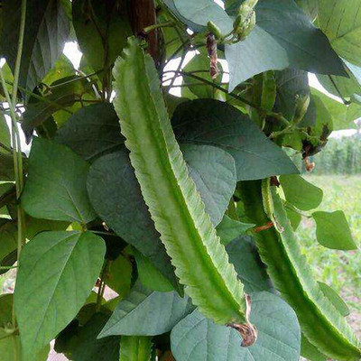 CYBEXIS F1 Hybrid Winged Bean Seeds400 Seeds Seed(400 per packet)