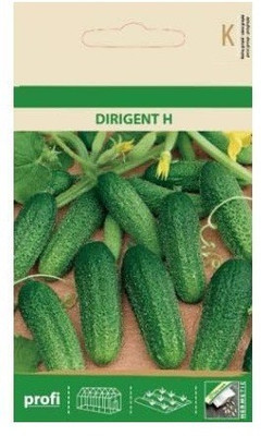 CYBEXIS Cucumber/Gherkin Dirigent H Seeds500 Seeds Seed(500 per packet)
