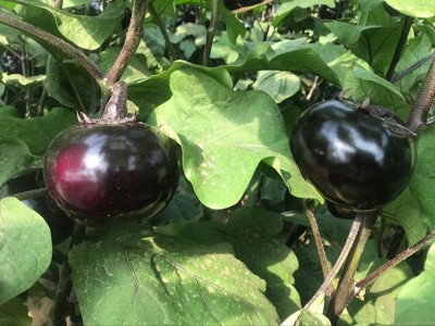 CYBEXIS Hybrid Heavy Yield Purple Round Brinjal2400 Seeds Seed(2400 per packet)