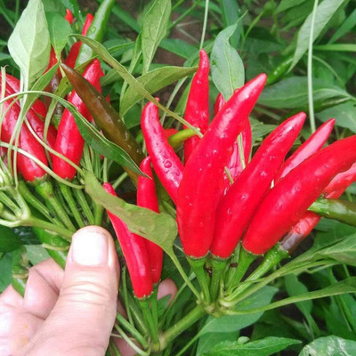 CYBEXIS Organic Red Hot Chilli Pepper Seeds1200 Seeds Seed(1200 per packet)