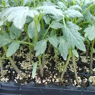 CYBEXIS Hybrid Green Tomato Seeds 2000 Seeds Seed(2000 per packet)