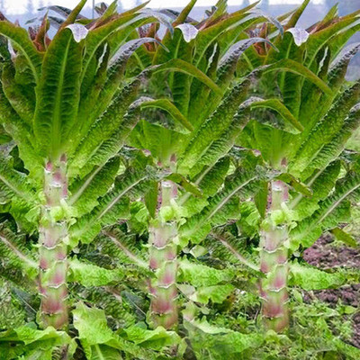 CYBEXIS Pink Asparagus Lettuce Seeds400 Seeds Seed(400 per packet)
